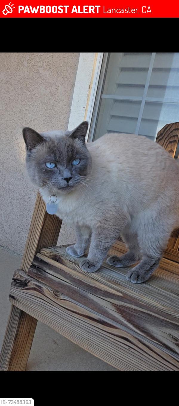 Lost Female Cat last seen 60th and J West, Lancaster, CA 93536