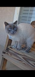 Lost Female Cat last seen 60th and J West, Lancaster, CA 93536