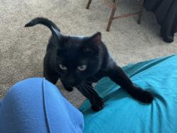 Lost Male Cat last seen Charles Blvd, Greenville, NC 27858