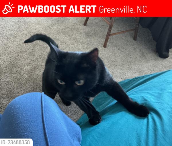 Lost Male Cat last seen Charles Blvd, Greenville, NC 27858