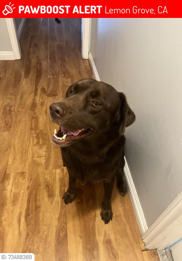 Lost Male Dog last seen Massachusetts and Madera, Lemon Grove, CA 91945