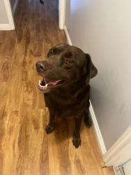 Lost Male Dog last seen Massachusetts and Madera, Lemon Grove, CA 91945