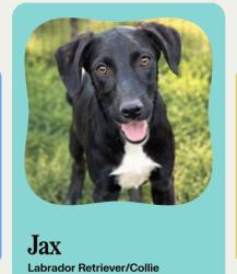 Reunited Male Dog last seen Kelly Elliot and sublet, Arlington, TX 76012