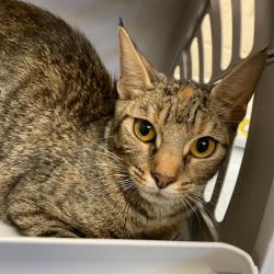 Shelter Stray Female Cat last seen , 2350 Appling City Cove, Memphis, TN 38133, USA