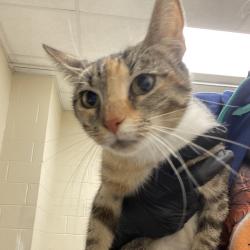 Shelter Stray Female Cat last seen , 2350 Appling City Cove, Memphis, TN 38133, USA