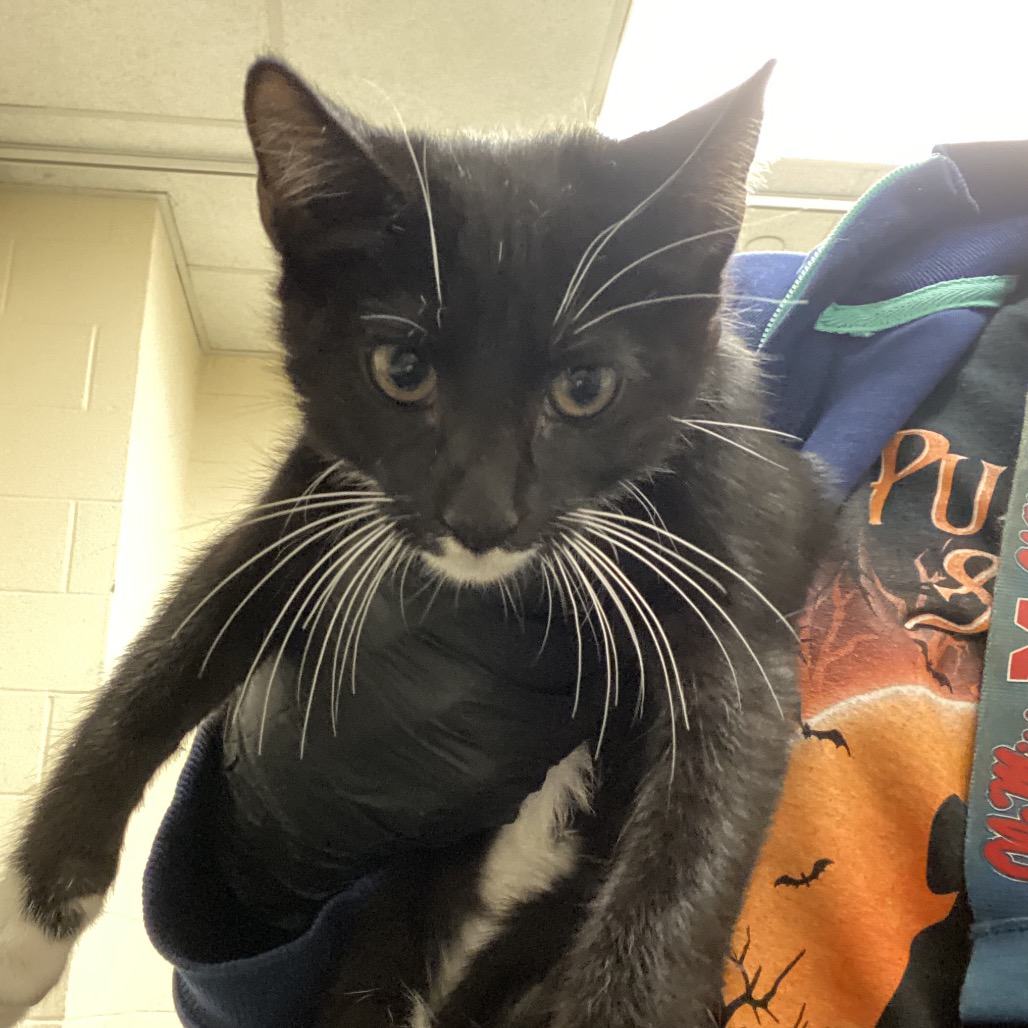Shelter Stray Male Cat last seen , 2350 Appling City Cove, Memphis, TN 38133, USA