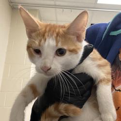 Shelter Stray Female Cat last seen , 2350 Appling City Cove, Memphis, TN 38133, USA