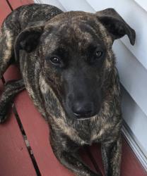 Found/Stray Unknown Dog last seen Family dollar on the intersection of Senoia rd and Milan road, Fairburn, GA 30213