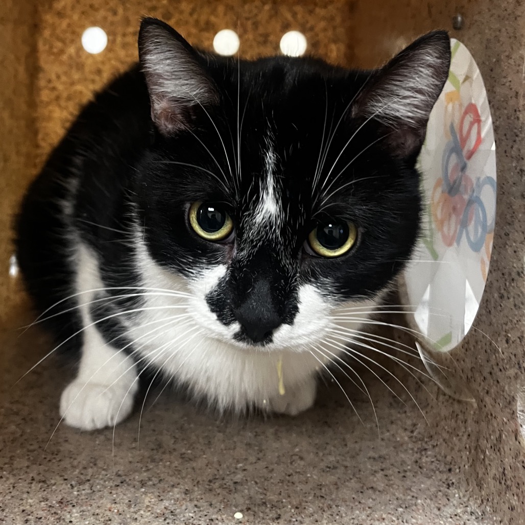 Shelter Stray Male Cat last seen , 2350 Appling City Cove, Memphis, TN 38133, USA
