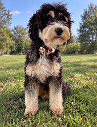 Reunited Male Dog last seen Rockrimmon/ Pro Rodeo, Colorado Springs, CO 80919
