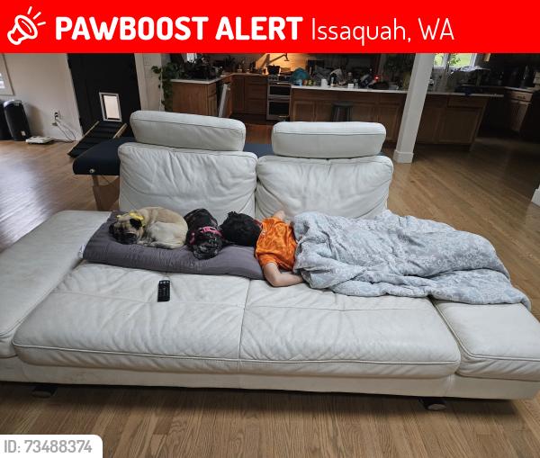 Lost Female Dog last seen 258th & Tiger Mountain Rd SE, Issaquah, WA 98027