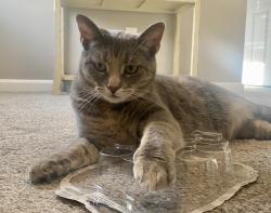 Lost Female Cat last seen West Clermont highschool & West Clermont middle school, Batavia, OH 45103