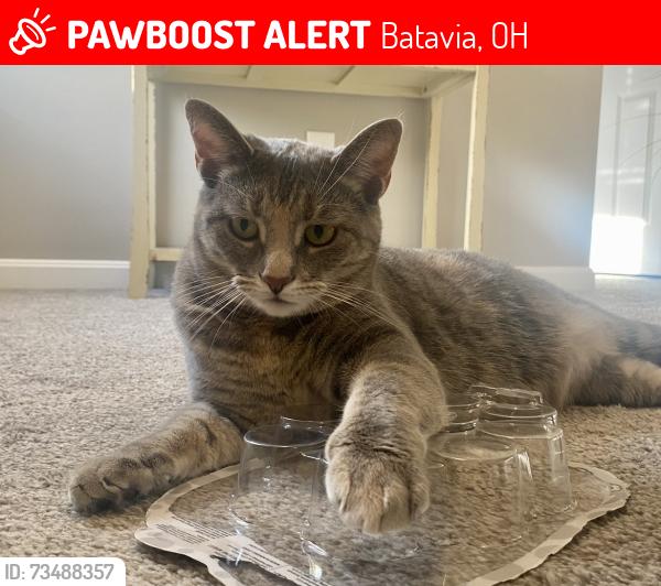 Lost Female Cat last seen West Clermont highschool & West Clermont middle school, Batavia, OH 45103