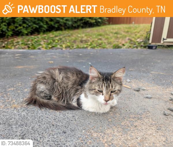 Found/Stray Female Cat last seen Van Davis Rd. NW., Bradley County, TN 37336