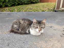 Found/Stray Female Cat last seen Van Davis Rd. NW., Bradley County, TN 37336