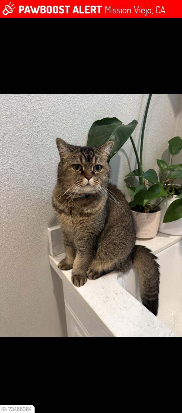 Lost Female Cat last seen Michael Rd, Mission Viejo, CA 92694