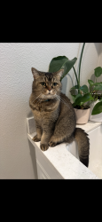 Lost Female Cat last seen Michael Rd, Mission Viejo, CA 92694