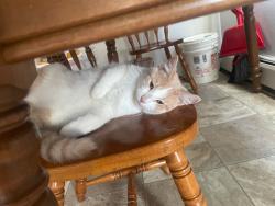 Lost Male Cat last seen Near skillman e ave, Maplewood, MN 55117