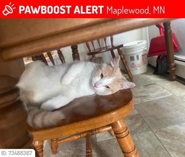 Lost Male Cat last seen Near skillman e ave, Maplewood, MN 55117