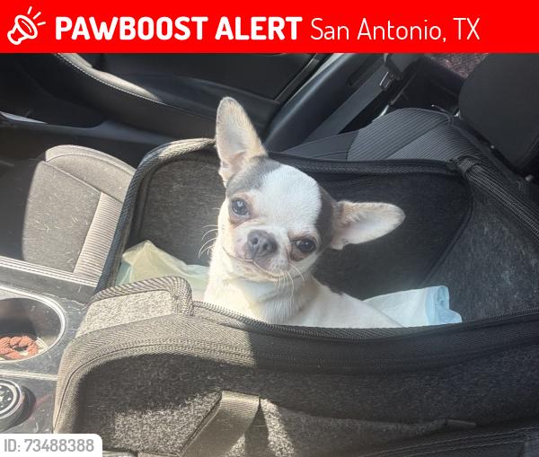 Lost Male Dog last seen Near and brooks, San Antonio, TX 78207