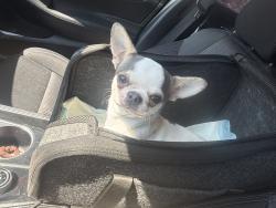 Lost Male Dog last seen Near and brooks, San Antonio, TX 78207