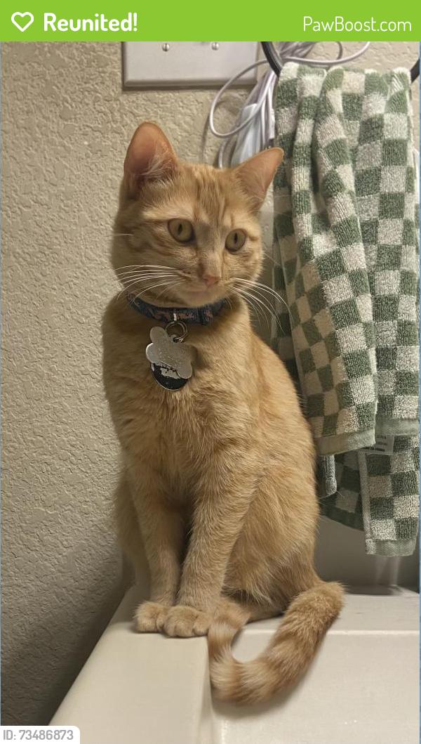 Reunited Female Cat last seen Peach and Foxglove Ln., Burleson, TX 76028