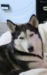 Reunited Female Dog last seen Near County Road 3664, Splendora, TX 77372