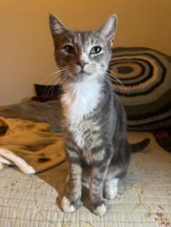 Found/Stray Male Cat last seen Corinthian avenue, near girard avenue, Philadelphia, PA 19130