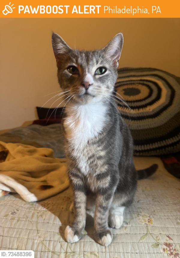 Found/Stray Male Cat last seen Corinthian avenue, near girard avenue, Philadelphia, PA 19130