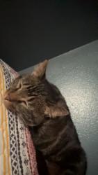 Lost Female Cat last seen 4th and slide, Lubbock, TX 79403