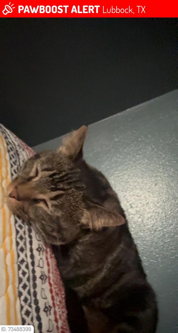 Lost Female Cat last seen 4th and slide, Lubbock, TX 79403