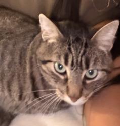 Reunited Male Cat last seen St Francis Dr near De Rosa Ct (off Northridge Dr), Concord, CA 94518