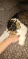 Lost Male Cat last seen Near Lincoln Avenue OH Niles, Niles, OH 44446