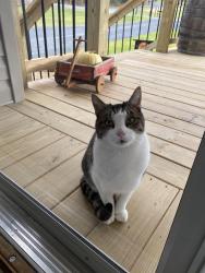 Lost Male Cat last seen Lower Stone Mountain Rd, Unicoi, TN 37692