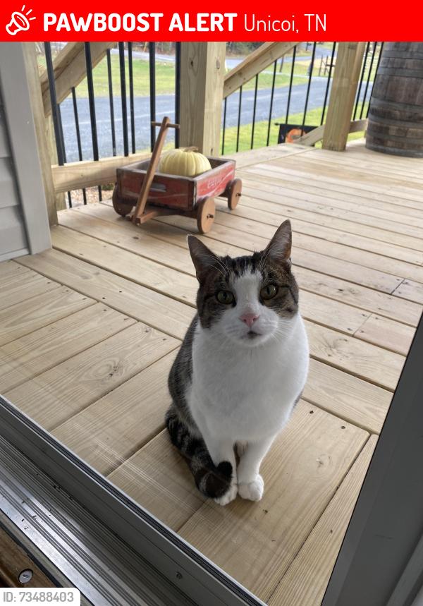 Lost Male Cat last seen Lower Stone Mountain Rd, Unicoi, TN 37692