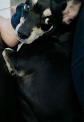 Reunited Male Dog last seen Galveston St & Arizona Ave, Chandler, AZ 85224
