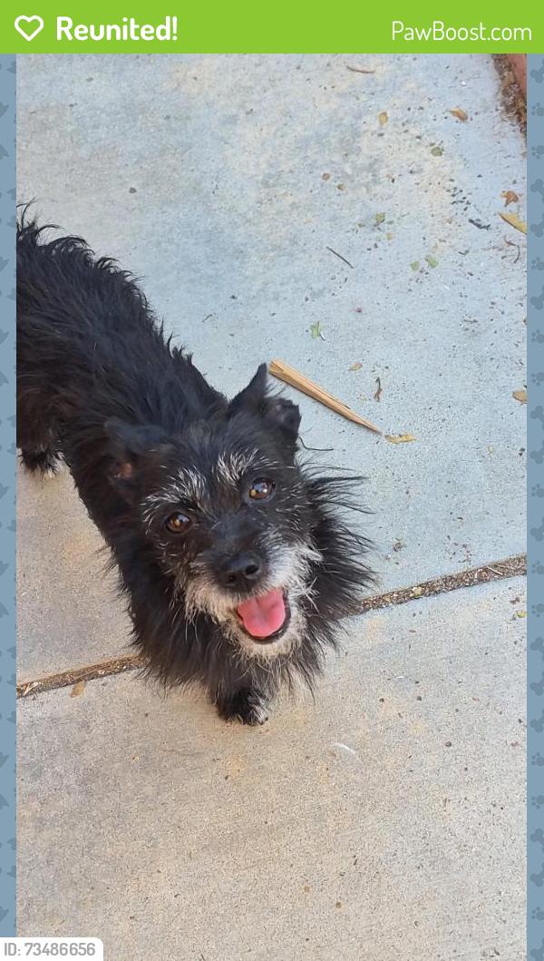 Reunited Male Dog last seen East ave r 13, Palmdale, CA 93552