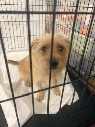 Found/Stray Female Dog last seen Lakeside park, Tucson, AZ 85730