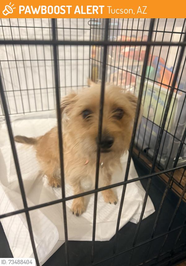 Found/Stray Female Dog last seen Lakeside park, Tucson, AZ 85730