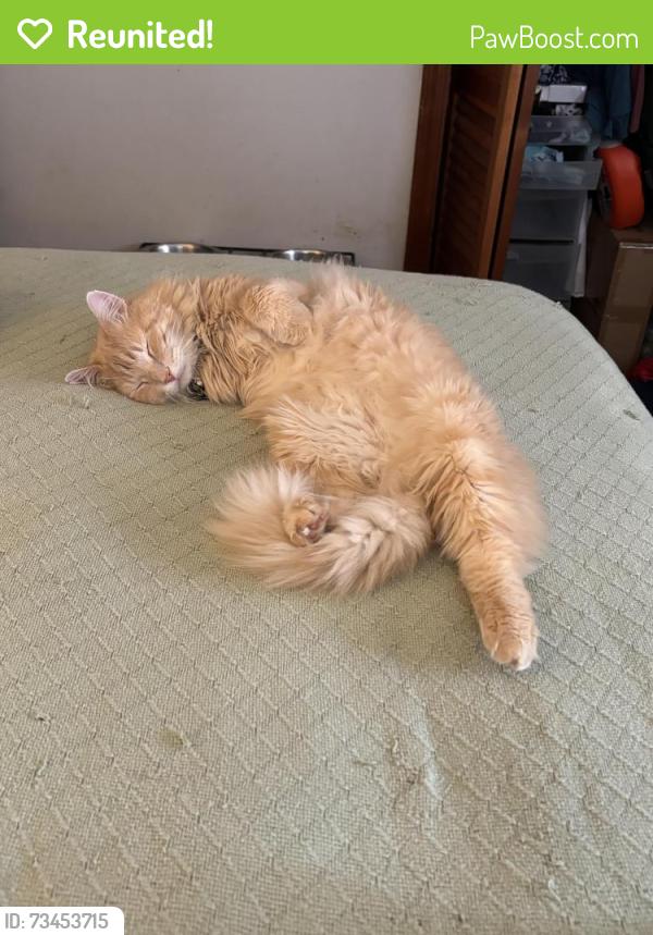 Reunited Male Cat last seen Near Cochran rd Clemson sc 29631, Clemson, SC 29631