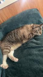 Reunited Male Cat last seen Off 65, between northern tool and Harley davidson, Blaine, MN 55434