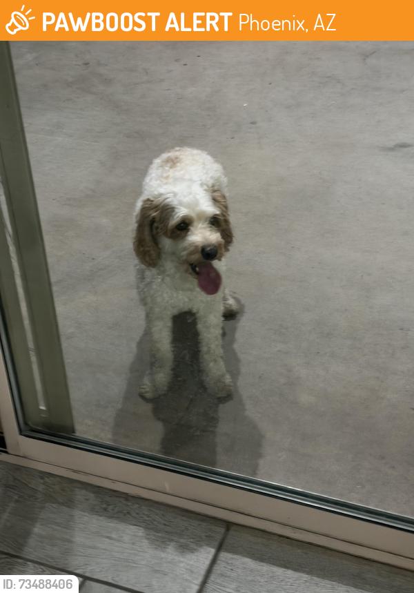 Found/Stray Male Dog last seen 43rd ave and baseline laveen arizona, Phoenix, AZ 85339