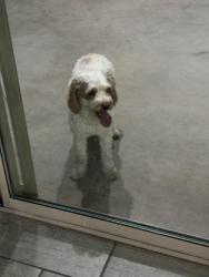 Found/Stray Male Dog last seen 43rd ave and baseline laveen arizona, Phoenix, AZ 85339