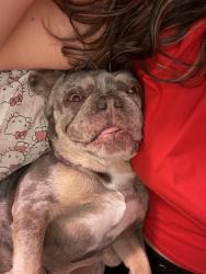 Reunited Female Dog last seen S Jackson street, Beverly Hills Florida, Beverly Hills, FL 34465