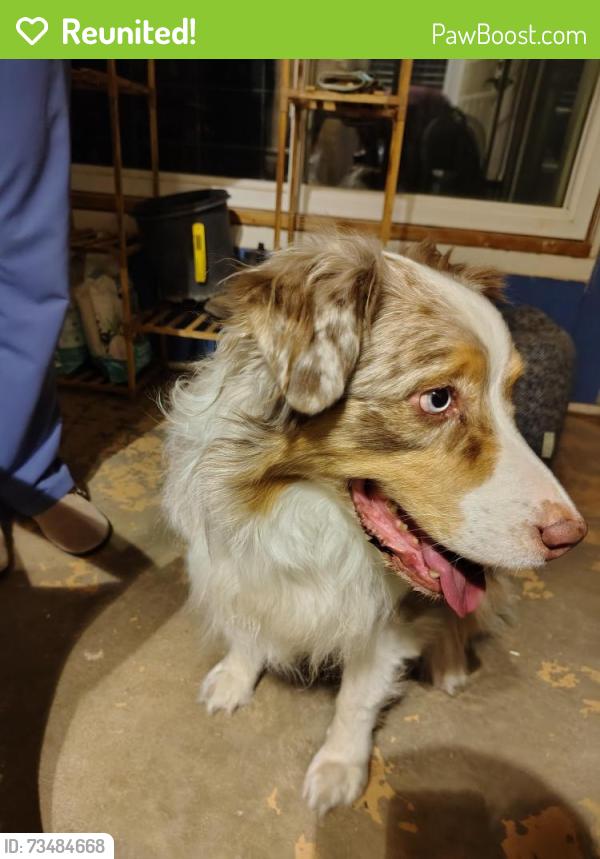 Reunited Unknown Dog last seen Westside Blvd and Los Diamantes, Rio Rancho, NM 87114