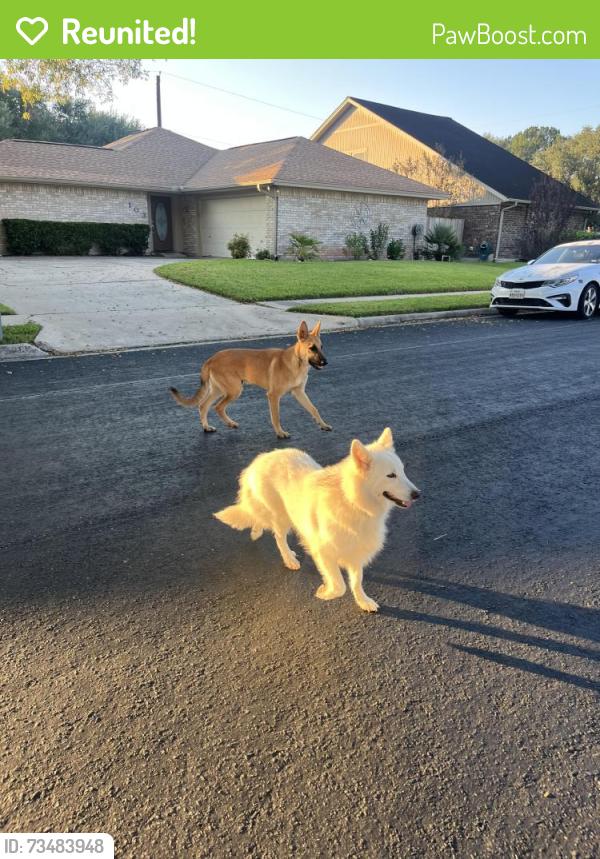 Reunited Male Dog last seen Cimmaron near Chama, Victoria, TX 77904