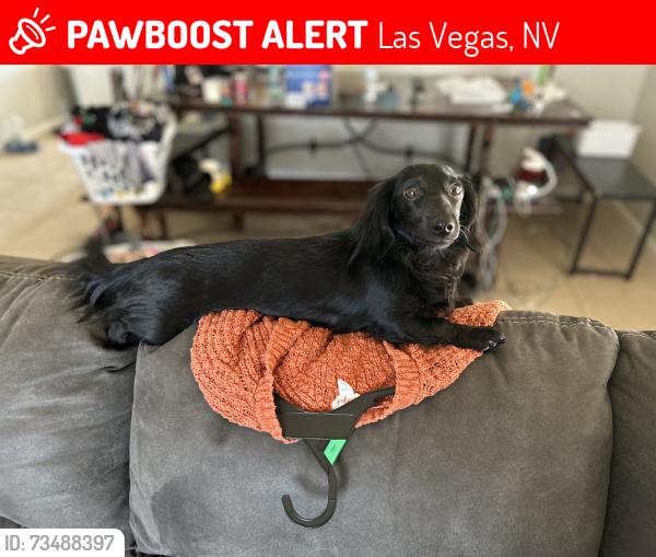 Lost Female Dog last seen Near Primavera St Las vegas NV 89122, Las Vegas, NV 89122