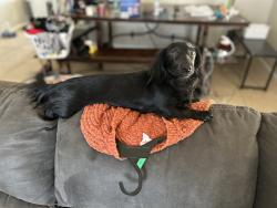 Lost Female Dog last seen Near Primavera St Las vegas NV 89122, Las Vegas, NV 89122