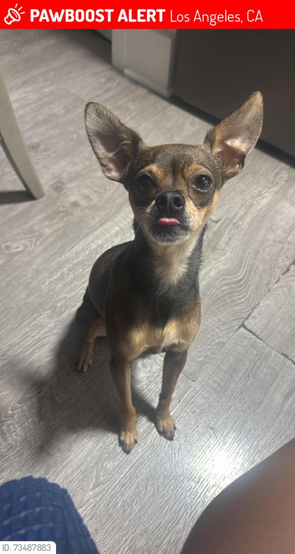 Lost Male Dog last seen Beverly boulevard and melrose ave, Los Angeles, CA 90066