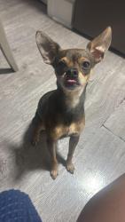 Lost Male Dog last seen Beverly boulevard and melrose ave, Los Angeles, CA 90066